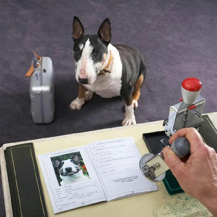 Регистрация домашних животных. Страхование животных. Документы на собаку. Животные с документами. Выезд собаки за границу