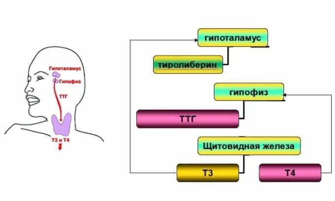 Схема ТТГ т3 т4. Показатели т3 т4 ТТГ. Т3 и т4 гормоны щитовидной железы. Гормоны к3, т4, ТТГ. Уровень т3