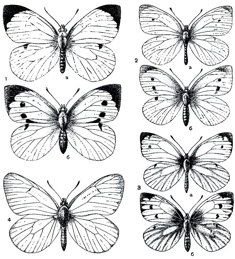 бабочка монарх строение. чешуекрылые бабочки строение. бабочка рисунок по биологии. внешнее строение бабочки. внешнее строение бабочки капустницы.