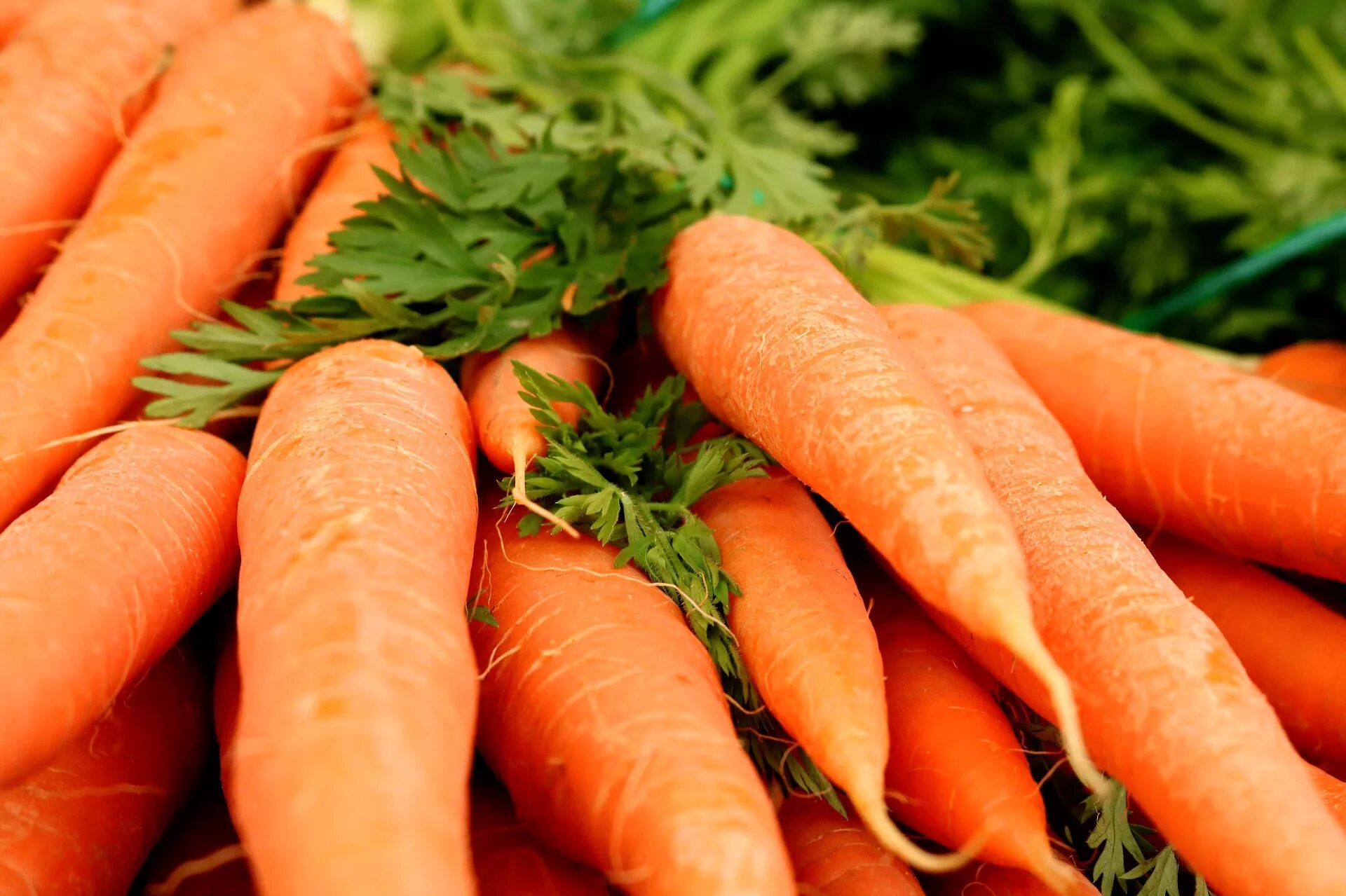 10 килограмм моркови. Морковь Каротель Нантская. Сабзи. Морковь полезный овощ. Морковь картинка.