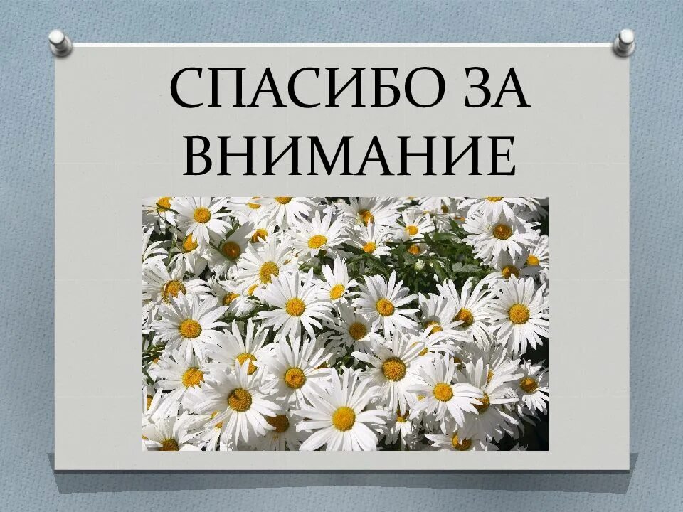 Внимание туберкулез. Спасибо за внимание туберкулез. Спасибо за внимание фтизиатрия. Спавибо за внимание туберкулёз. Слайд спасибо за внимание туберкулез.