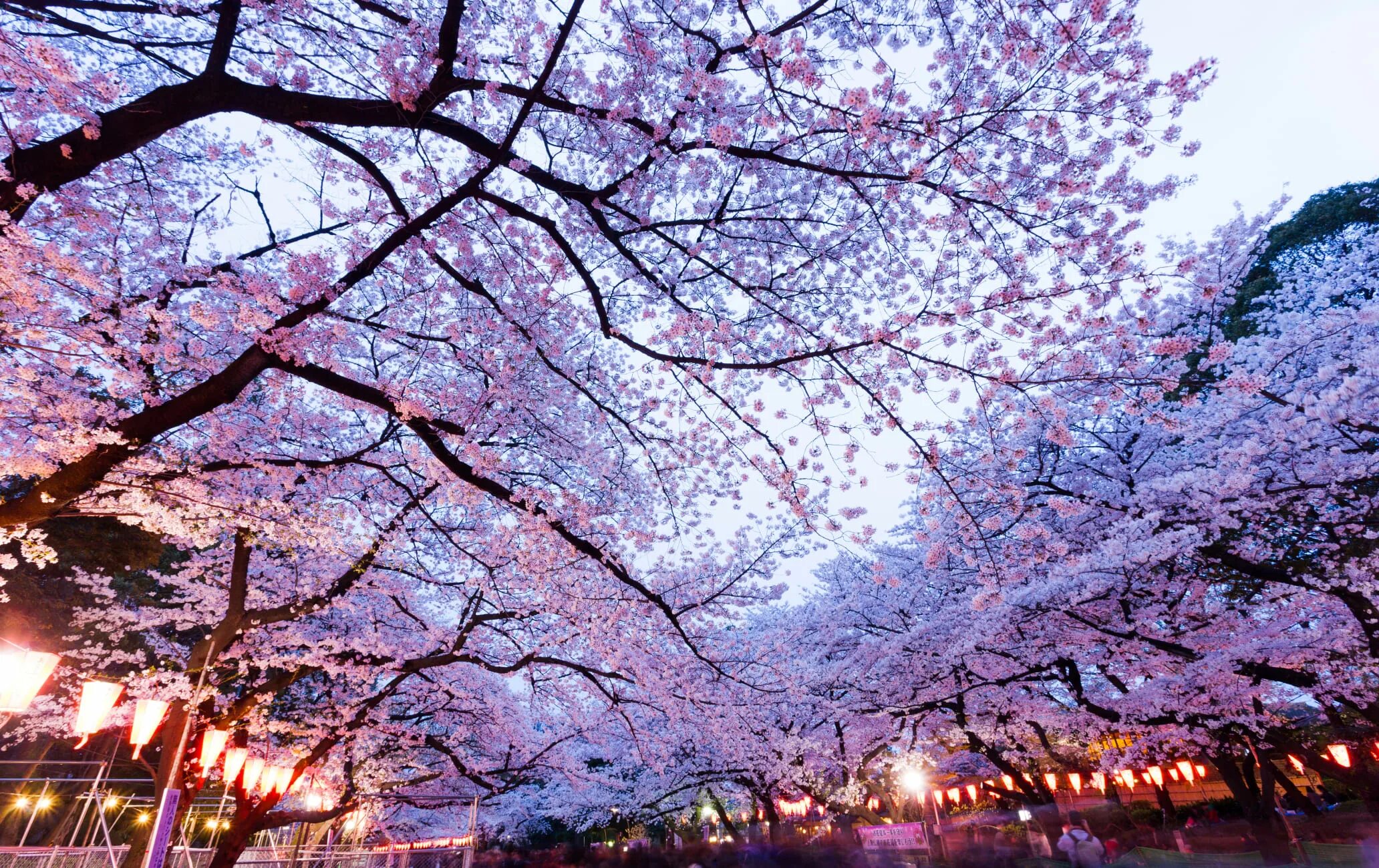 Уено. Парк Уэно в Токио. Парк Уэно Сакура. Цветение Сакуры Уэно. Парк с сакурой в Токио.