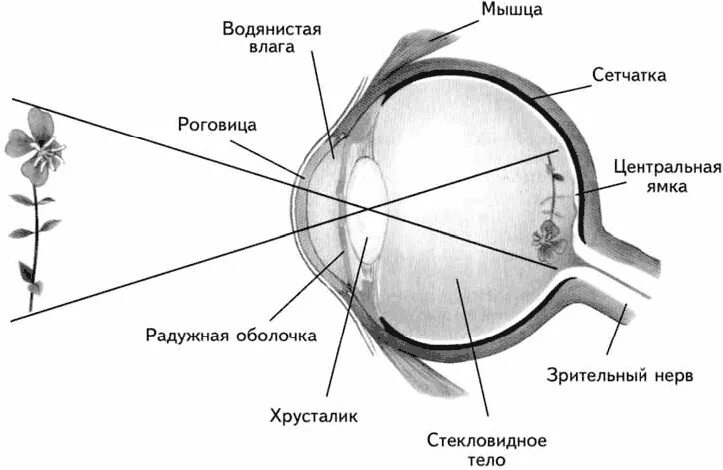 Сетчатка тело функции. Анатомия глаза анатомия глаза ямки. Строение глаза Центральная ямка. Строение глаза без подписей. Схема строения глаза.