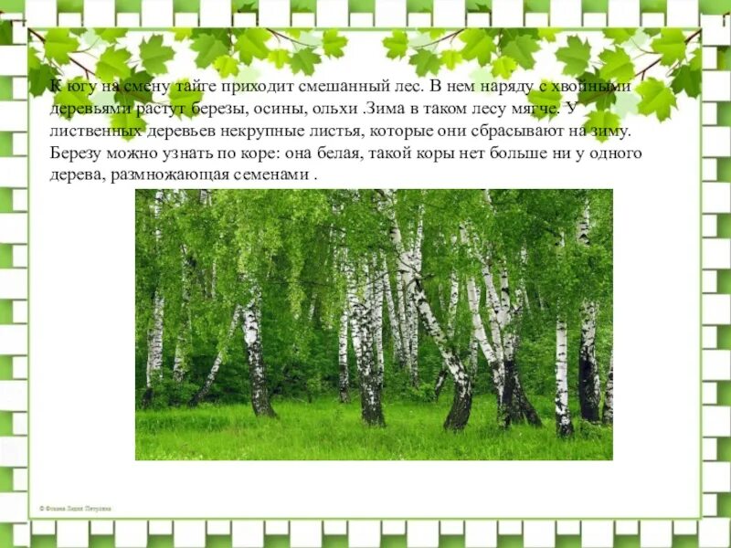 Какие березы растут в россии. Береза повислая ареал. Где растут березы. Береза в смешанных лесах России. Береза в тайге.