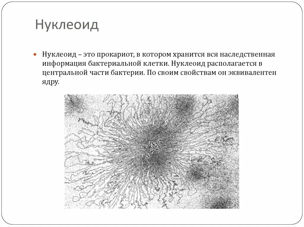 Нуклеоид прокариот. Нуклеоид бактериальной клетки строение. Нуклеоид строение и функции. Нуклеоид у прокариот. Нуклеоид бактерий строение.