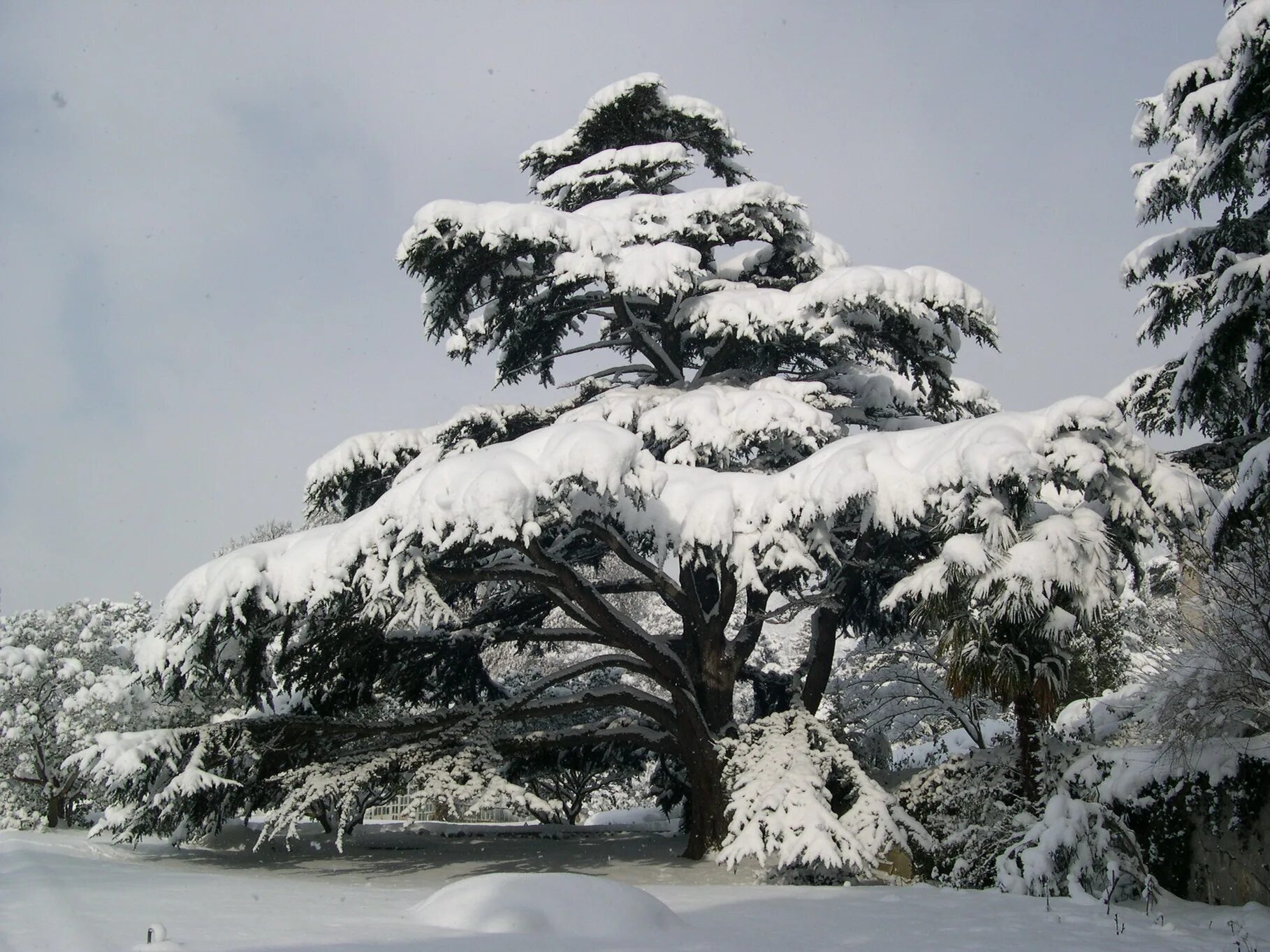 сосна снежная. никитский ботанический сад крым зима. сосна снежная. сосна снежная. сосна зимой.