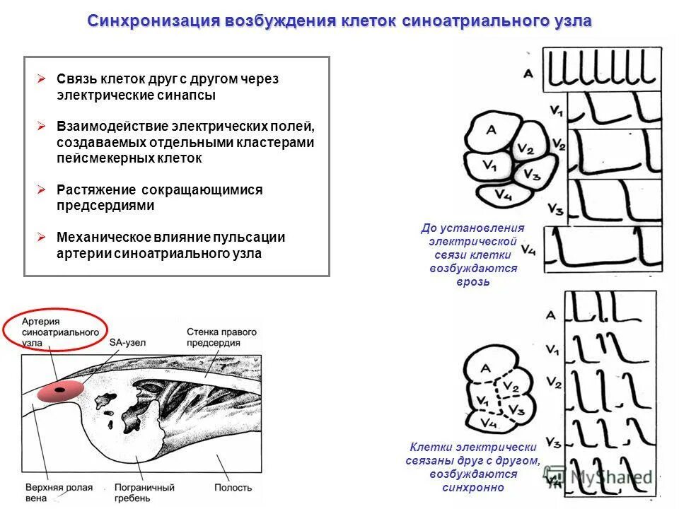 Электрическая активность клеток. Пейсмекерные клетки. Возбуждение клетки синоатриального узла. Связь клеток друг с другом. Электрическая активность клетки.