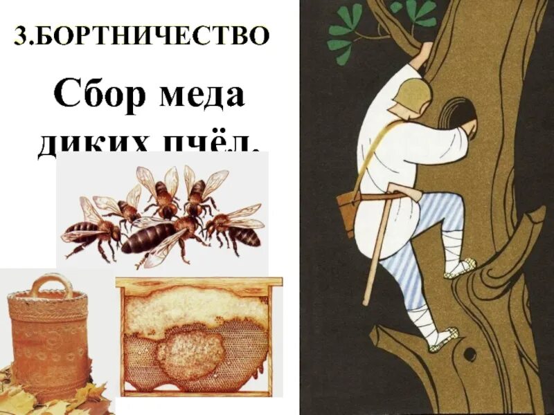 Пчеловодство у восточных славян предшествовало. Бортничество восточных славян. занятия восточных славян бортничество. сбор дикого мёда на руси. занятие восточных славян собирание меда диких пчёл.