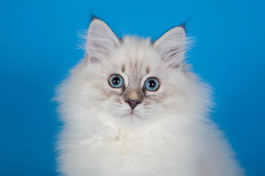 невская маскарадная кошка с котятами. невская маскарадная кошка окрасы. невский маскарадный кот белый. сибирская невская маскарадная кошка. невская маскарадная.