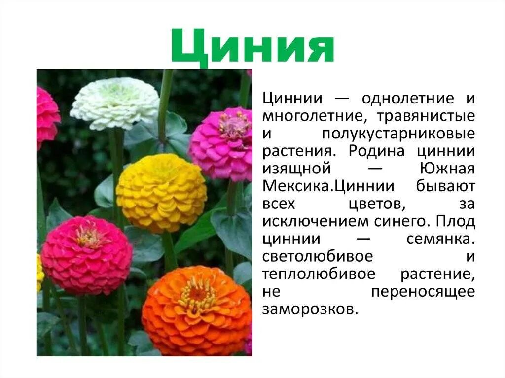 Цинии фото описание