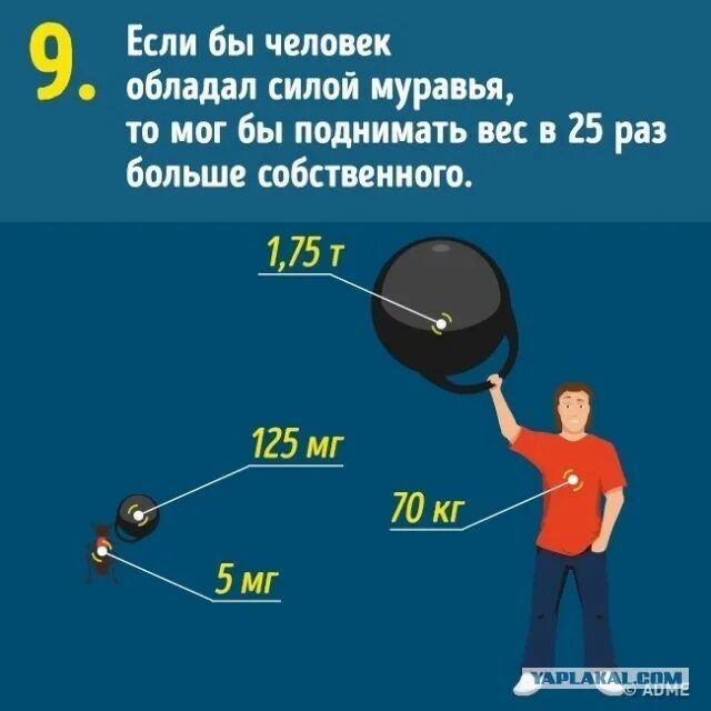 Вес поднимаемый человеком