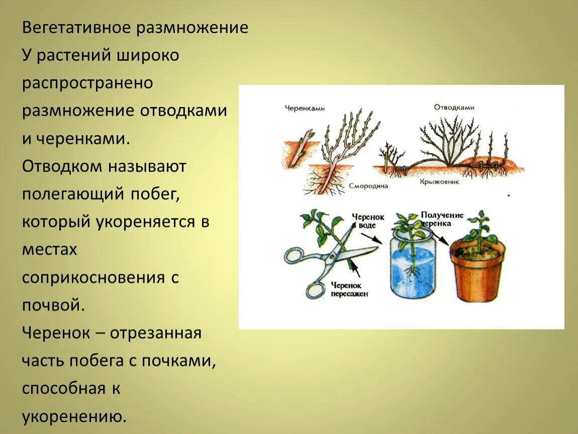 Образование цветка появление вегетативных. Вегетативное размножение растений комнатных растений. Технологии вегетативного размножения растений черенкование. Вегетативное размножение растений отводки. Вегетативное размножение листовыми черенками.