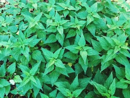 Skin plants