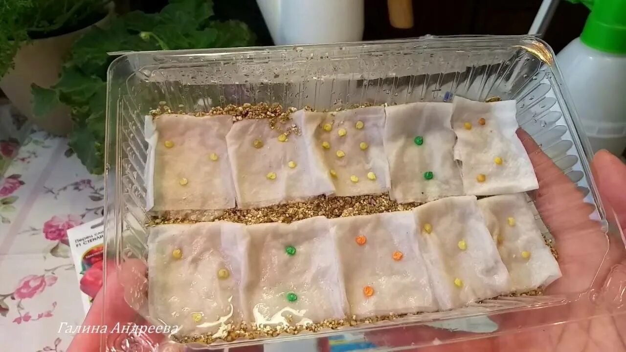 замачивание семян томатов. замоченные семена огурцов. прорастить семена перца перед посадкой. замачивать ли семена томатов перед посадкой. сколько замачивать семена в воде.