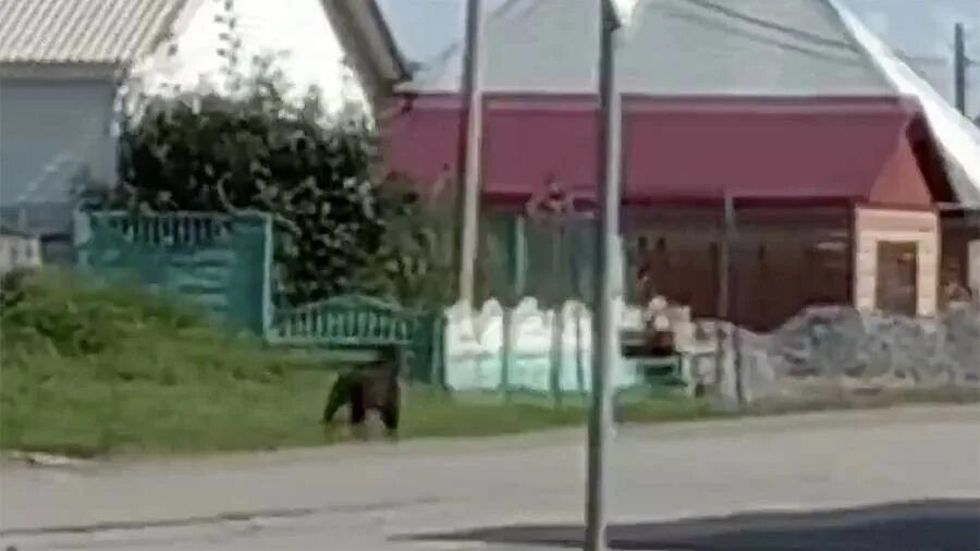 Медведь на оранжевой остановке на шеромской. Любинский район Совхоз Большаковский убили медведя. Чебоксары медведь убили 2 человека. Застрелили участкового