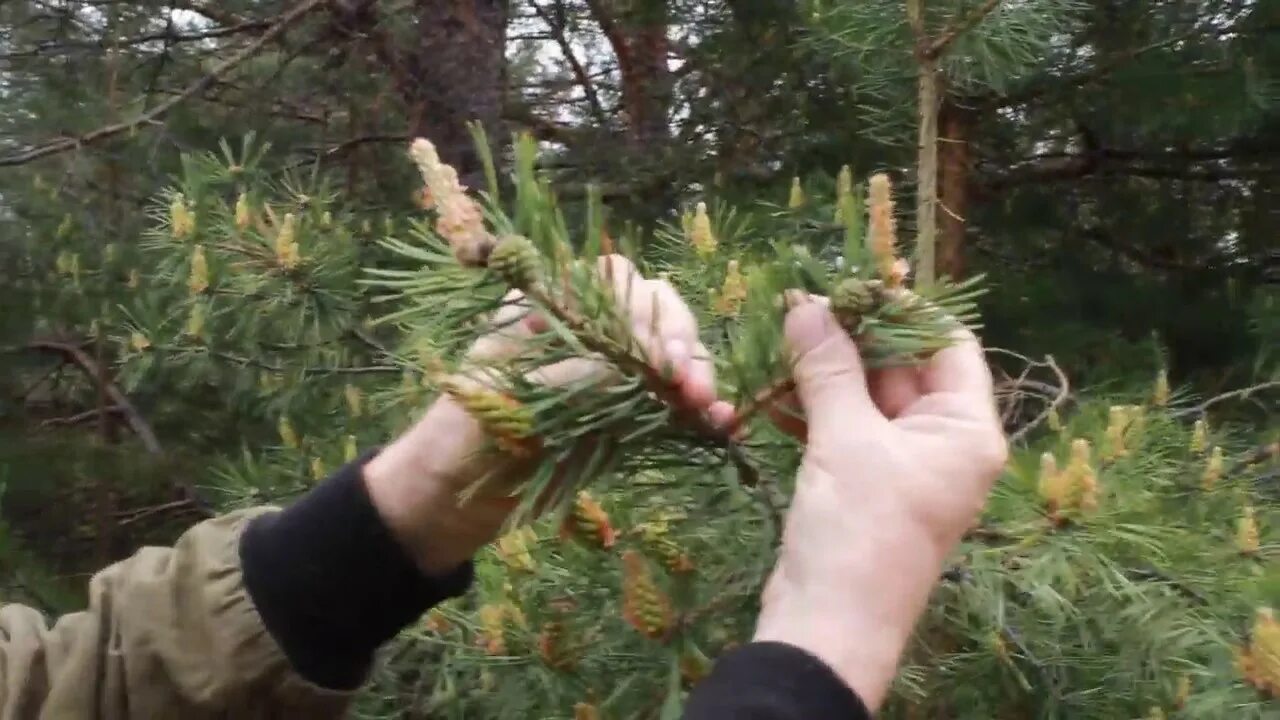 Время собирать шишки. Сосна Пицундская шишки. Шишки сосны Джерарда. Поросль сосновых шишек. Сбор сосновых шишек.