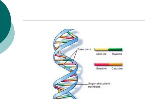 Double helix