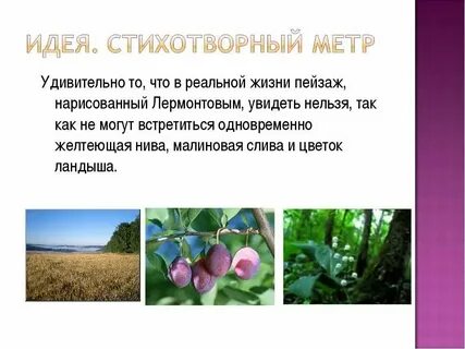 Анализ стихотворения желтеющая нива 7 класс