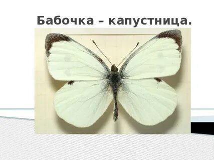 Как пишется капустница