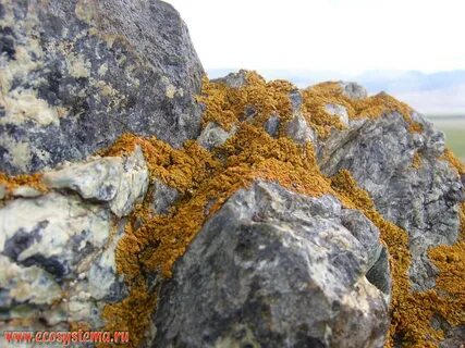 Лишайники могут поселяться на скалах