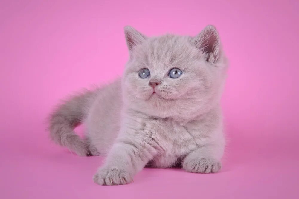 лиловый кот британец. британская короткошёрстная кошка лиловая. лиловые британские котята. котята лилового окраса. британец лиловый окрас.