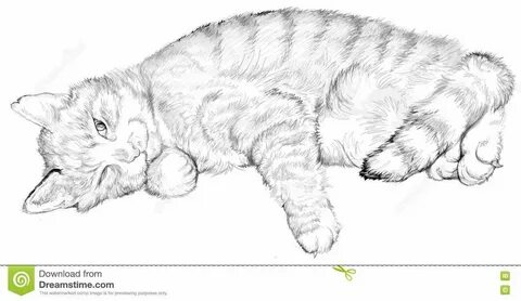 Спящий кот рисовать