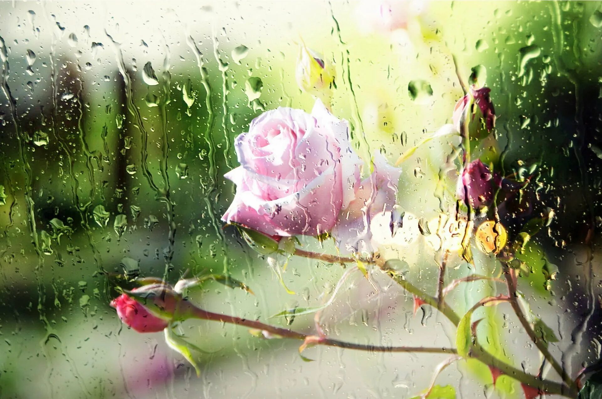 Открытки с добрым дождливым утром весенние. Летний дождь. Открытка летний дождь. Цветы под дождем.