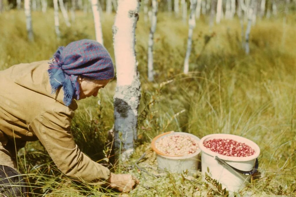 Собирать грибы и ягоды. Собирательство грибов и ягод. Сбор ягод и грибов в лесу. Собирательство грибов.