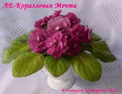 Фиалка коралловая мечта