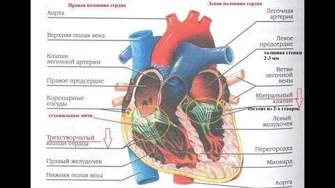 Сердце картинка егэ