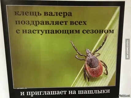 Клещ валера