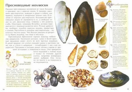 Книга ракушек