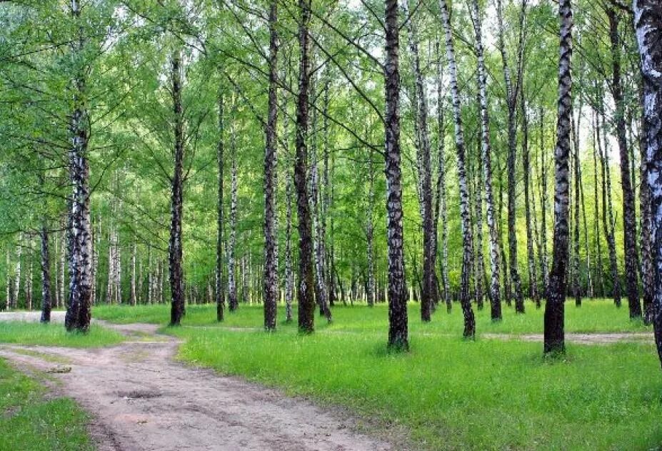 Веб роща. Березовая роща тула. тула березовая роща пролетарский район. березовая роща тула в пролетарском районе. березовая роща сквер тула.