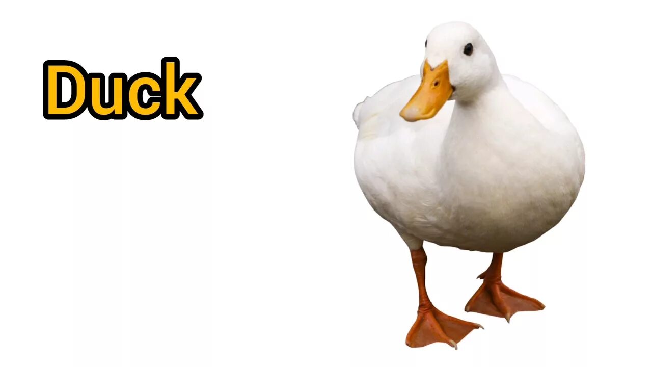 Слово duck