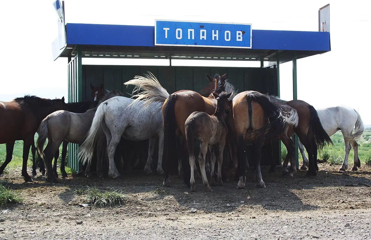 Продажа лошадей иркутский. Топанов Хакасия. Аал Топанов Хакасия. Аал Топанов Ширинского района. Деревня Топанов.