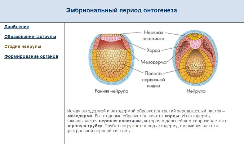 Онтогенез какие стадии. Эмбриональный этап онтогенеза схема. Эмбриональный период онтогенеза стадия нейрулы. Эмбриональный период развития органогенез. Ранняя нейрула.