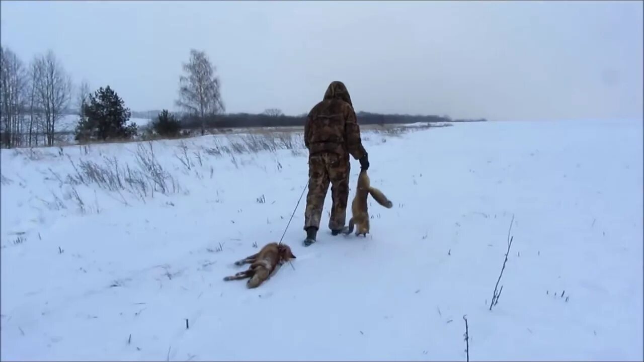 Видео охота лис. Ягдтерьер охота на лису. Охота на косулю с ягдтерьером. Охота с ягдтерьерами на барсука. Охота с ягдтерьером на лису видео.