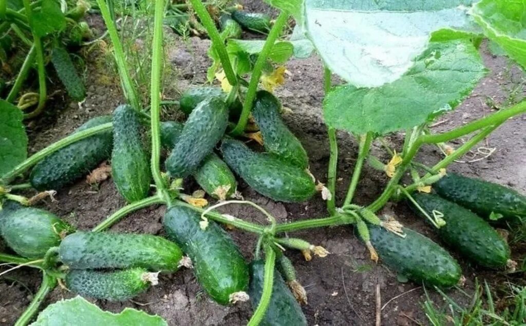 Паутинный клещ на огурцах. Самоопыление сорта огурцов. Огурец городской огурчик f1. Огурцы парниковые. Огурцы в теплице.