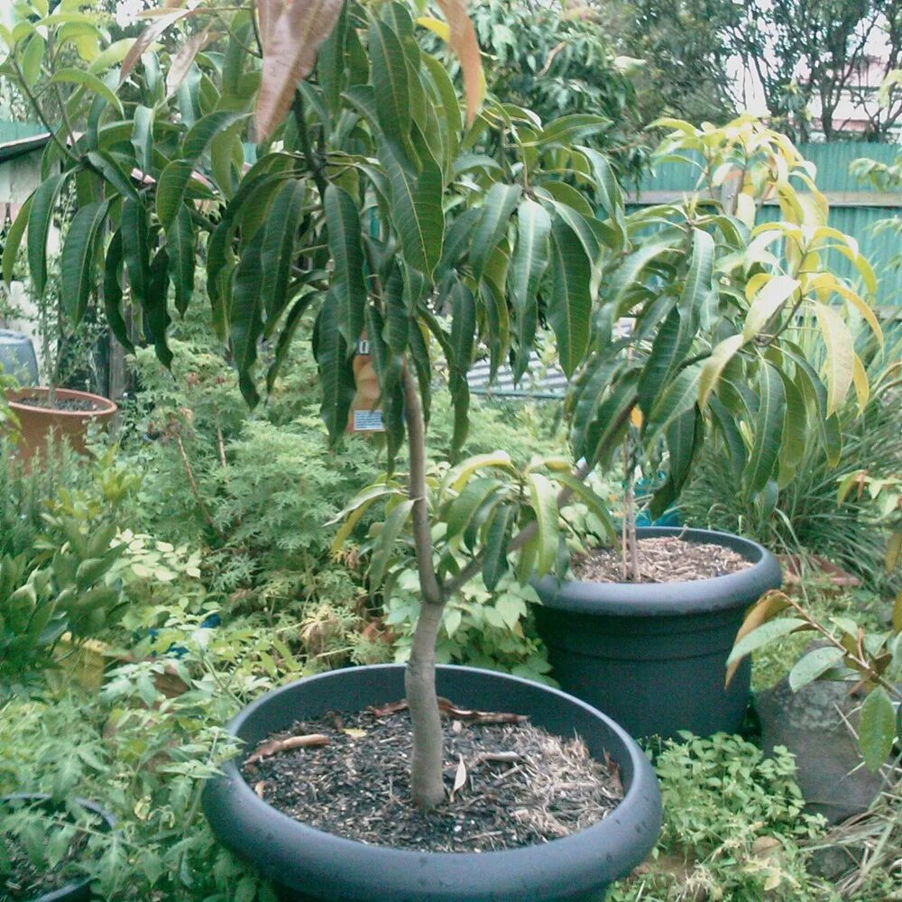 дерево манго саженцы. саженец манго. манго дерево плантации. дерево манго листья. дерево манго саженцы.