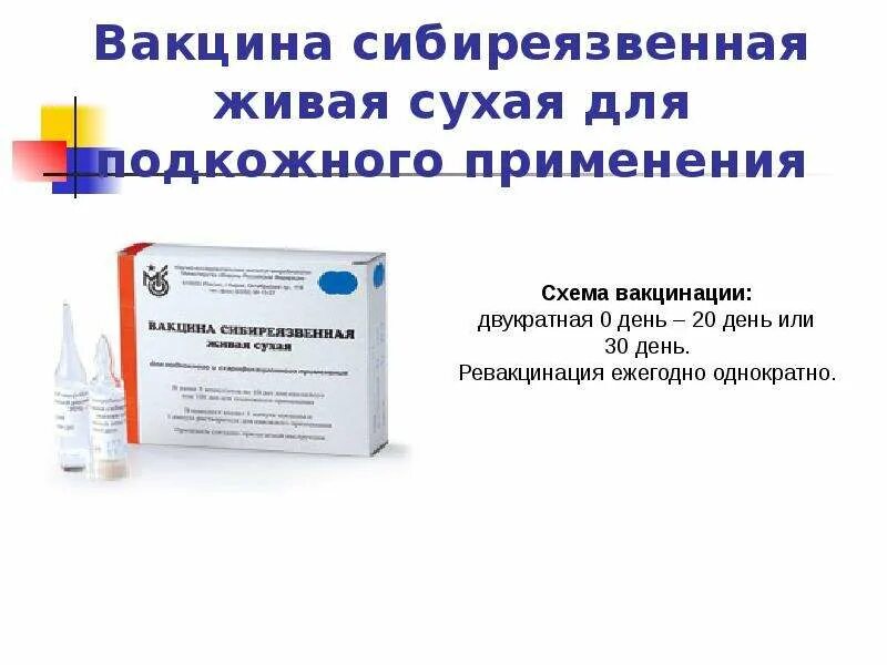 Вакцина живая против сибирской язвы. Вакцина сибиреязвенная сти Живая сухая. Сибиреязвенная вакцина показания. Живая сибиреязвенная вакцина сти микробиология. Вакцина сибиреязвенная комбинированная.