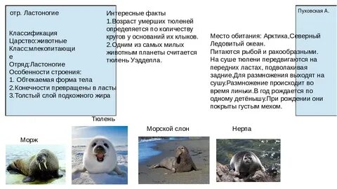 Характерные признаки ластоногих