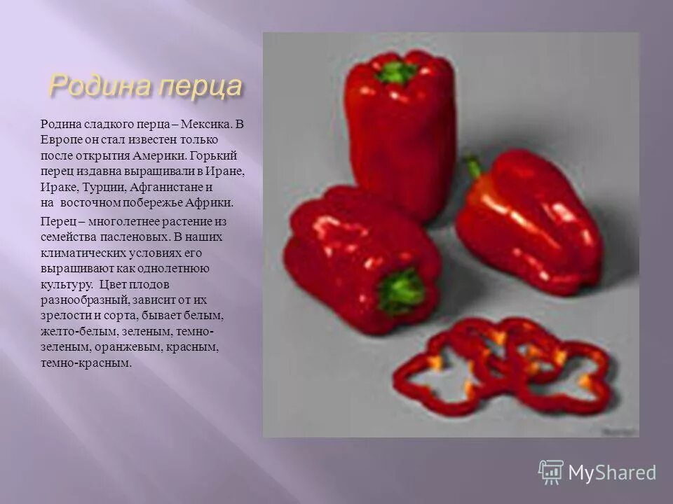 Семейство пасленовые перец сладкий. Рассказ о перце. Пасынкование острого перца. Плод перца сладкого. Перец тема.