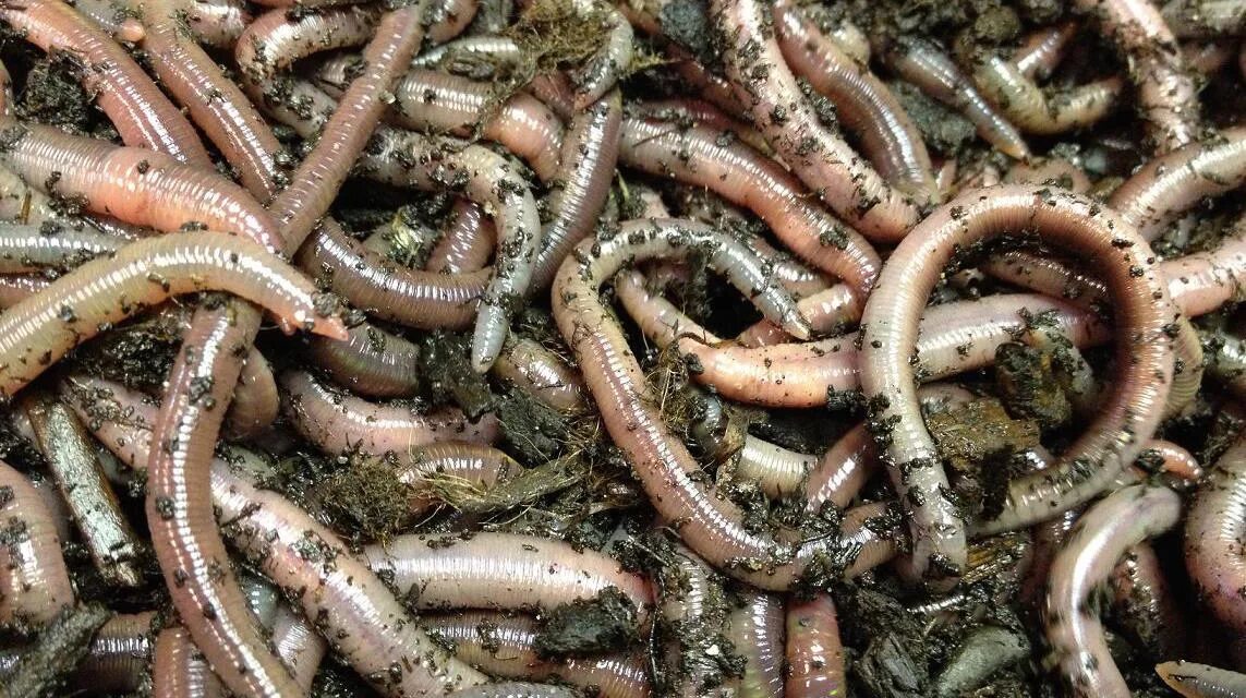Где едят червей. Калифорнийский червь вермиферма.