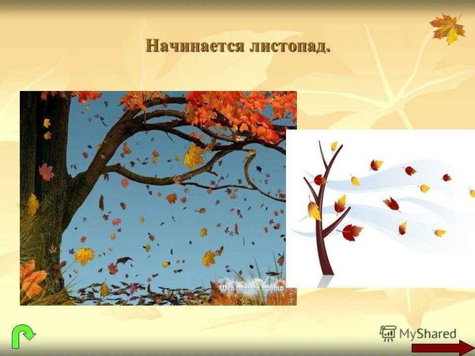 Листопад план. Листопад биология 6 класс. Сообщение о листопаде. Листопад план. Стихотворение про осень.