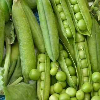 N pea