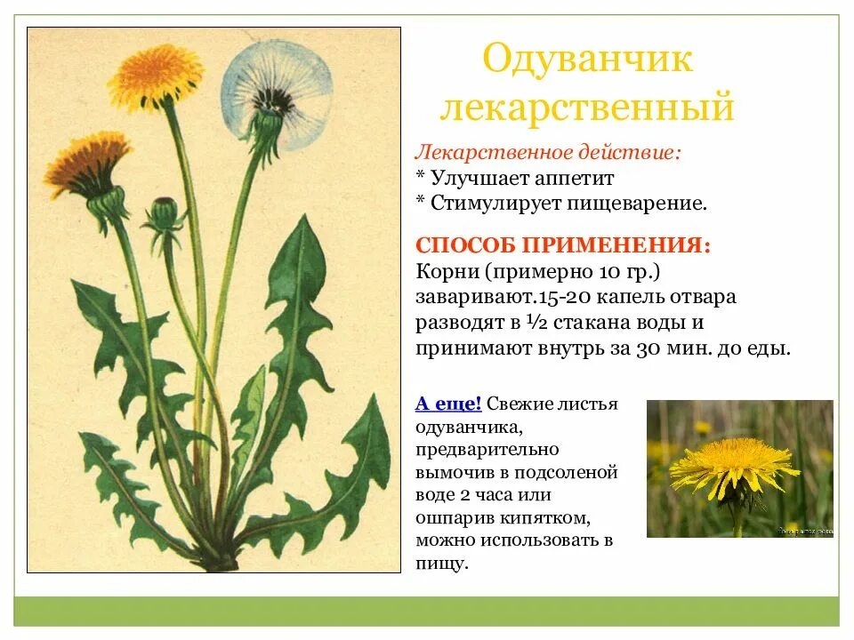 Польза и вред цветков одуванчика для организма. Осот огородный одуванчик. Одуванчик лекарственный – Taraxacum officinale. Одуванчик полевой лекарственный представитель семейства. Одуванчик лекарственный характеристика описание.