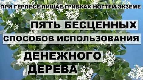 Денежное дерево вред и польза для человека