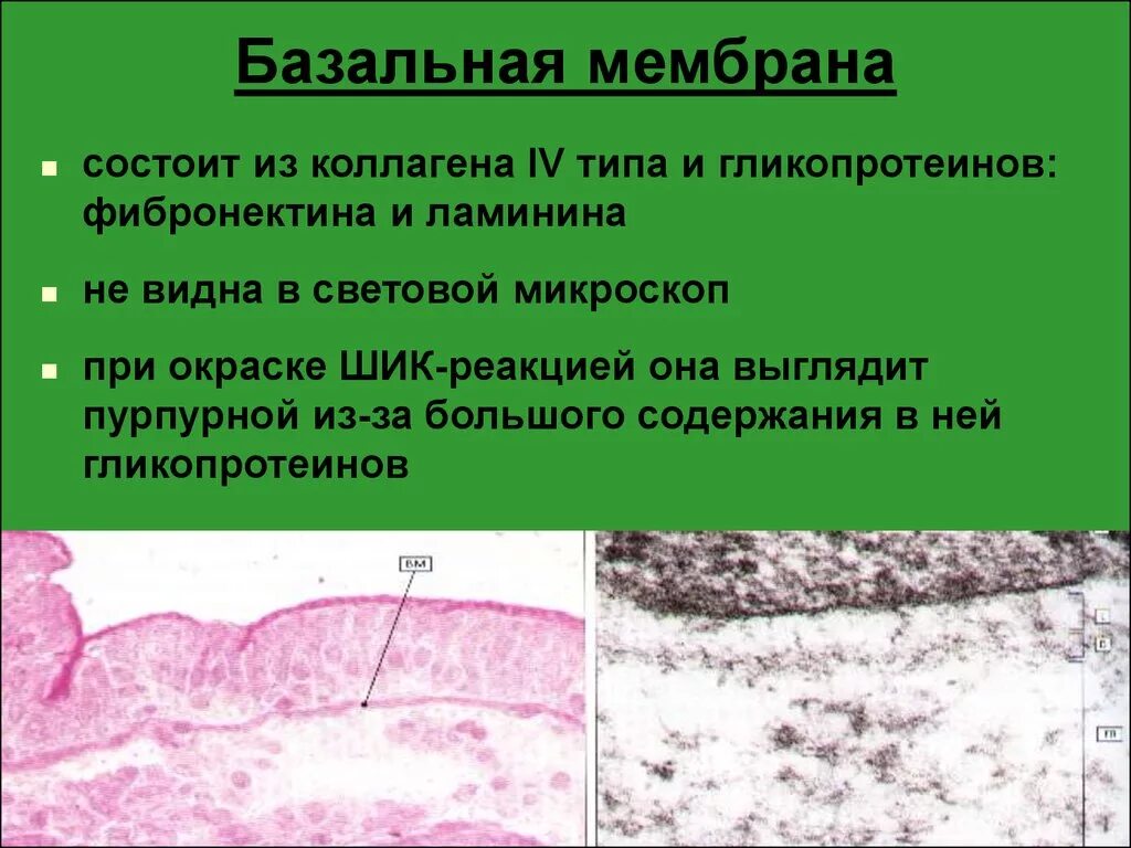 Строение миелиновой оболочки. Функции базальной мембраны эпителия. Микроскопическое строение базальной мембраны. Строение базальной мембраны. Строение кожи базальная мембрана.