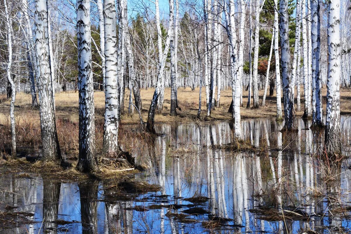 Талые воды весной. Береза ранней весной. Март береза.