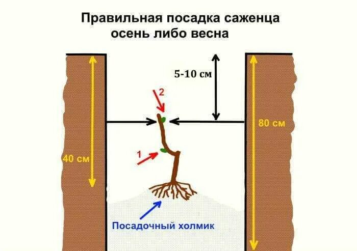 Посадка винограда весной саженцами в открытый. Посадка винограда весной саженцами в открытый грунт. Посадка винограда весной саженцами. Виноград посадка саженцев весной.